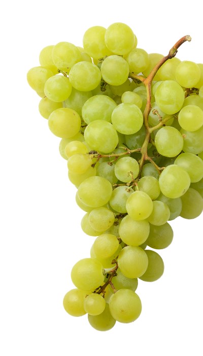 Cognac grapes